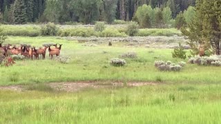 Adolescent Grizzly Hunts Elk Herd