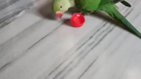 Indian green parrot playing | Parrot fun