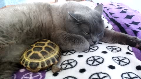 Cat And Turtle Duo Cuddle Like Littermates