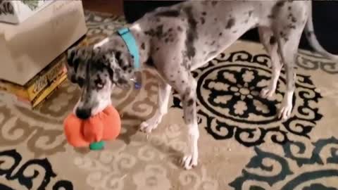 The Great Dane Puppies Video 172 - Blue Great Dane Dog Funny Videos - Great Dane Compilation