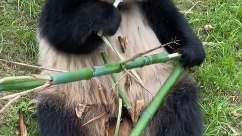 The lovely panda is eating bamboo