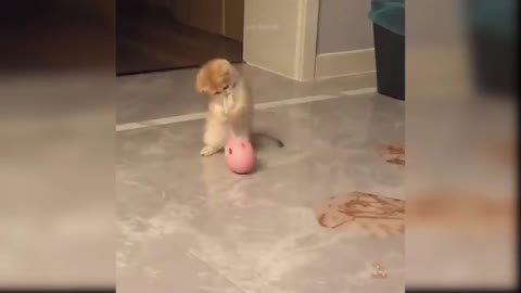 funny cat || funy cats || cat || cats || cat videos || beautiful pets || pets #cats #cat #babycat #babycatvideo #babycatvideos #funycat #funycats #funyvideo #funyvideos #viral #viralvideos #trainding #traindingvideos #viralcats #viralbabycats #foryou
