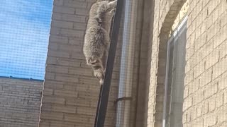 cute little raccoon climbs up fire escape