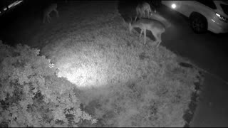 Whitetail deer in my Cypress (Houston) neighborhood - CamCD 8/17/23 pm