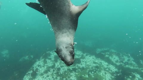 Close up view of sea lion swimming underwater