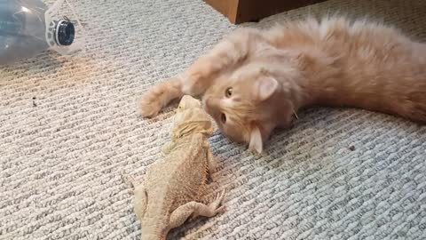 Cat Meets Dragon