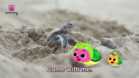 I’m a Baby Turtle - Sneak Peek of Baby Turtle's Day! - Kids Nursery Rhyme - Pinkfong Ninimo