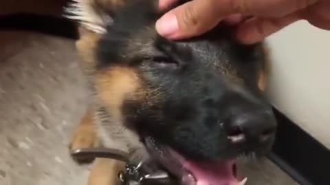 Cute puppy appreciates some scratches for being a good good boy