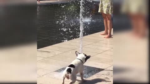 Cute Dogy Fight and enjoy with water Compilation