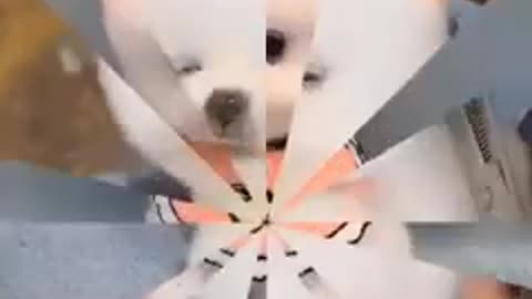 Small cute and funny puppy grooming