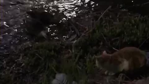 Cat glances at the ducks drinking water on the walking trail