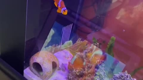 nanatheclownfish