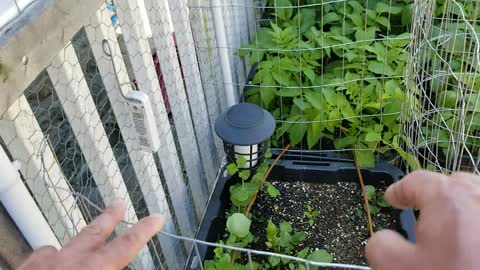 How I Am Supporting The Foliage Of My Container Potato Plants In High Winds