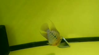 Flowerhorn fish female