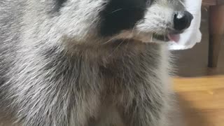 Raccoon was eating caramel and got stuck to his teeth.