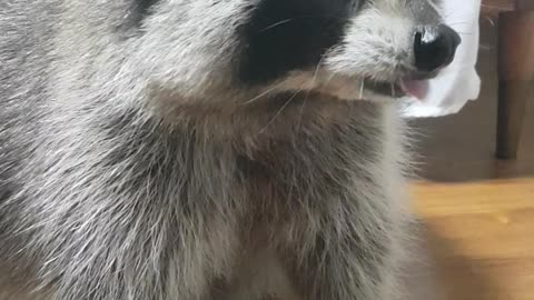 Raccoon was eating caramel and got stuck to his teeth.