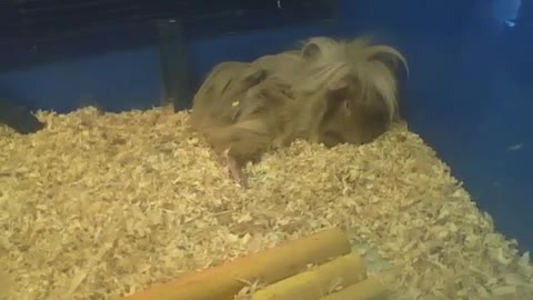 Peruvian guinea pig is almost asleep, it's so cute [Nature & Animals]