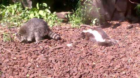 Skunk and Raccoon Eating Food