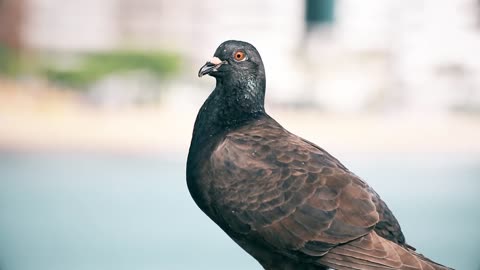 The domestic pigeon (Columba livia domestica) is a pigeon