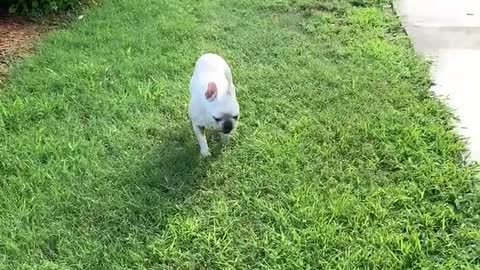 French Bulldog Pippa hates wet grass....,so much