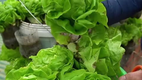 No need for a garden to grow these delicious fresh lettuce