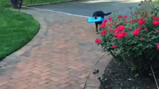 Black dog won't bring paper to owner