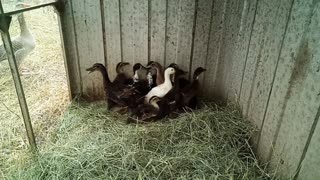 Runner cross Ducklings, crazy birds