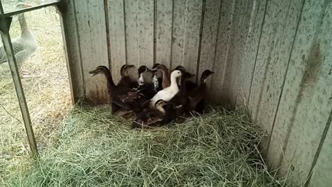 Runner cross Ducklings, crazy birds