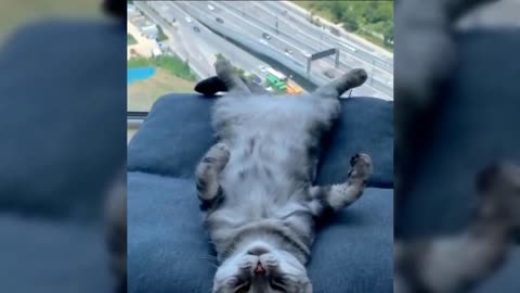 Funny/Cute Cats Compilation 😂