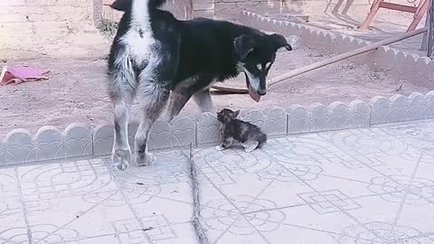 Dog and kitten playing together