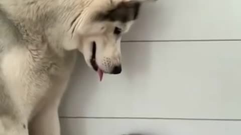 The-gentle-husky