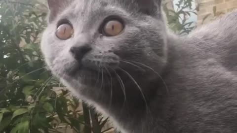 This Playful Kitten Humorously Chirps At A Bumblebee