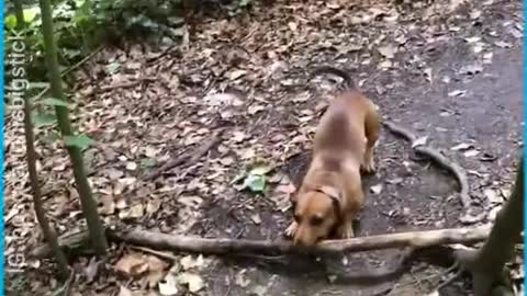 Tiny dog carries massive sticks!!!