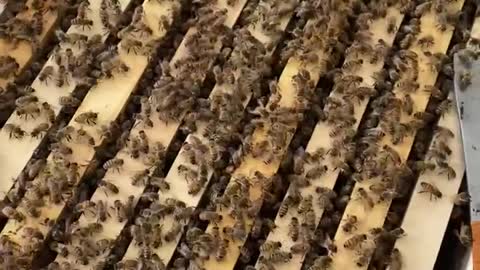 Split to 4th hive & check-up on Hive No. 3