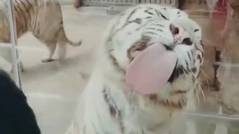 Funny Animals Videos, funniest and craziest animals ever relax with cute animals