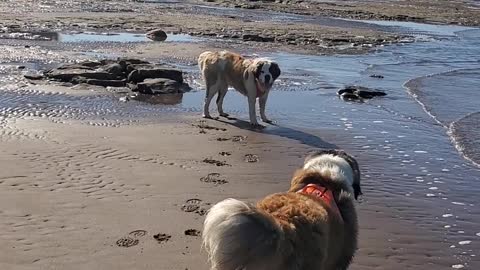 Low tide with the dogs