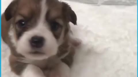 Cute Puppies Learn to Howl