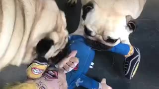 2 pugs attack Donald Trump (doll)
