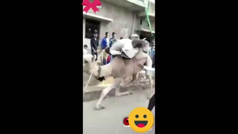 Camel comedy