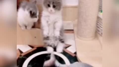 Video of a cute little cat playing with fish