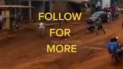 Cow falls down motorbike