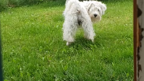 Abraham the miniature schnauzer