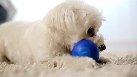 Cute dog playing with ball🏀