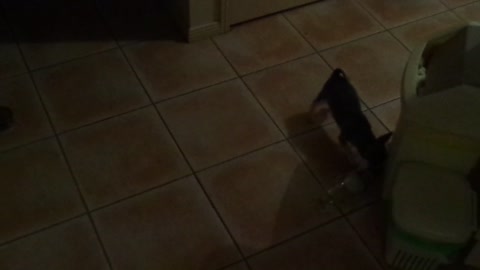 Tuco playing with a drink bottle