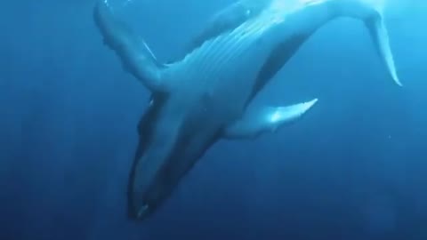 the humpback whale singing !