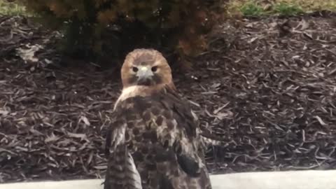 This hawk is intense