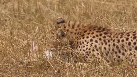 Terrible Battle ! Tragic death Impala before Cheetah | Cheetah attack eat live Baby Deer | Wildlife