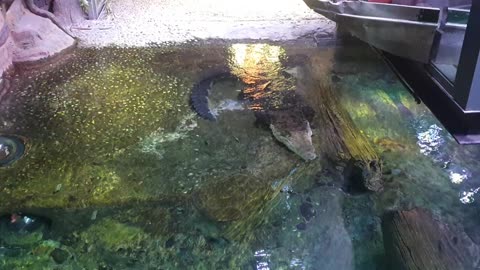 Saltwater Crocodile underwater II