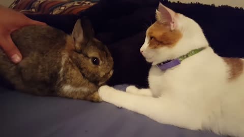 Jealous Cat Envious Of The Attention The New Bunny Is Getting From Owner