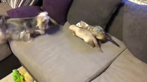 Yorkie pesters ferret friends to play with her